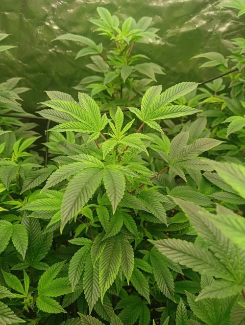 Run N2 Gorilla Glue #4 Fast Own Cut. Week 1