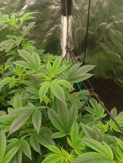 Run N2 Gorilla Glue #4 Fast Own Cut. Week 1