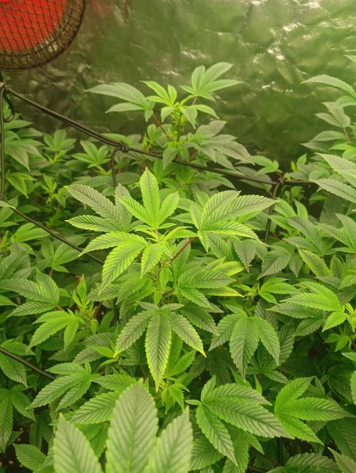 Run N2 Gorilla Glue #4 Fast Own Cut. Week 1