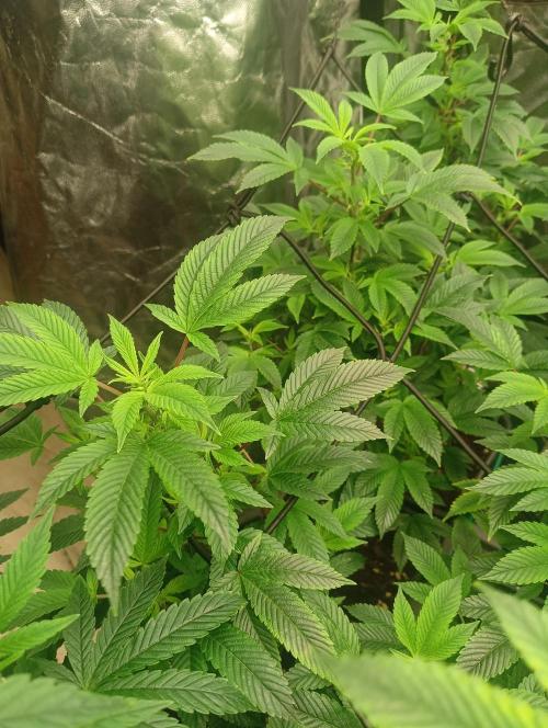 Run N2 Gorilla Glue #4 Fast Own Cut. Week 1