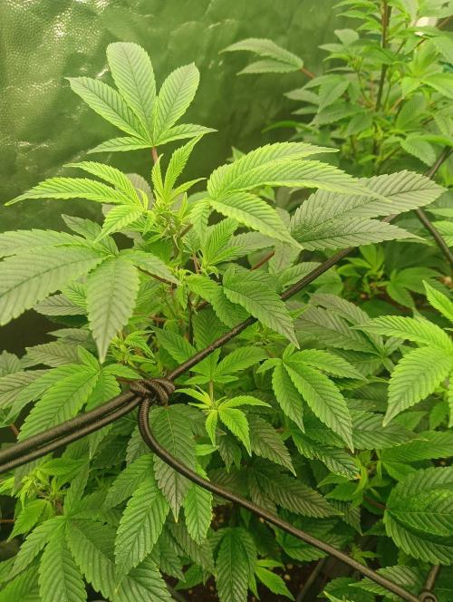 Run N2 Gorilla Glue #4 Fast Own Cut. Week 1