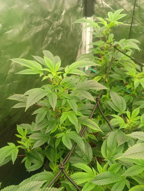 Run N2 Gorilla Glue #4 Fast Own Cut. Week 1