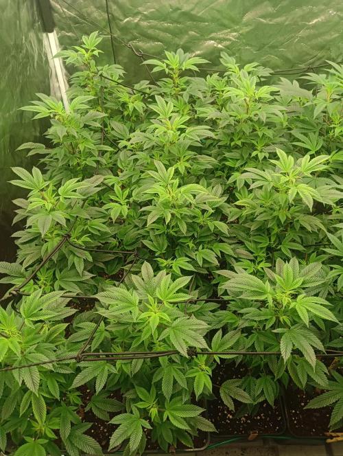 Run N2 Gorilla Glue #4 Fast Own Cut. Week 1