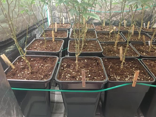 Run N2 Gorilla Glue #4 Fast Own Cut. Week 1