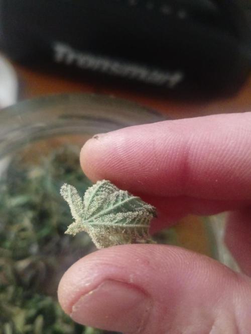 Run N2 Coffee Creamer x 50 Dragons. Week 8