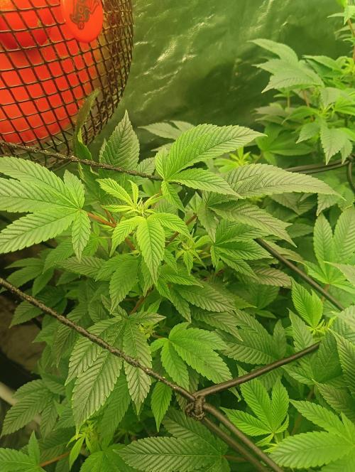 Run N2 Gorilla Glue #4 Fast Own Cut. Week 2