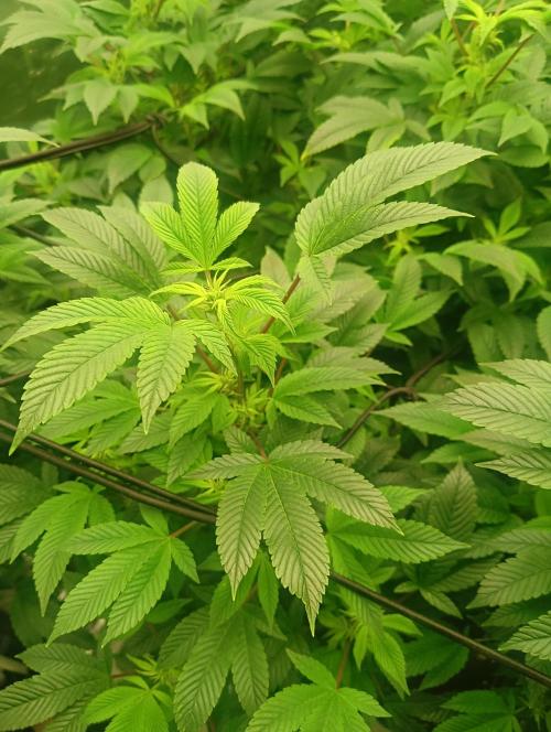 Run N2 Gorilla Glue #4 Fast Own Cut. Week 2