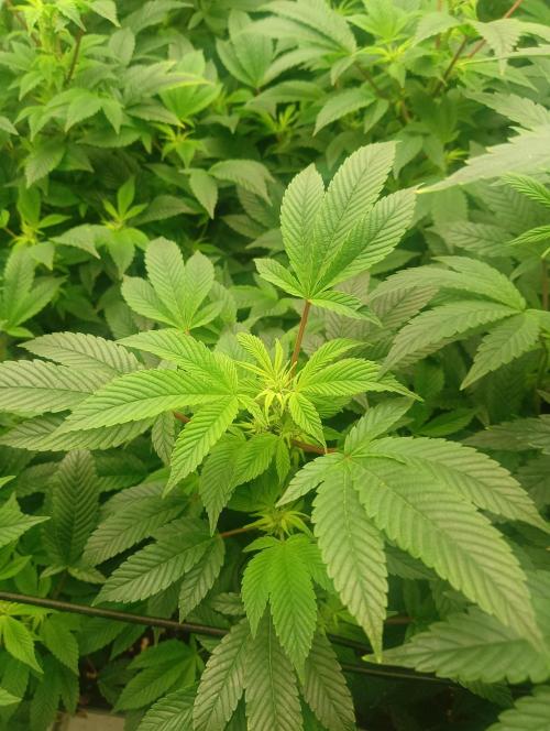 Run N2 Gorilla Glue #4 Fast Own Cut. Week 2