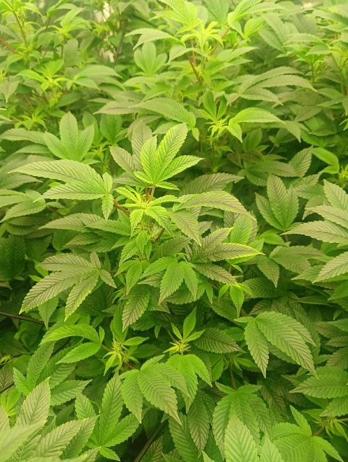 Run N2 Gorilla Glue #4 Fast Own Cut. Week 2