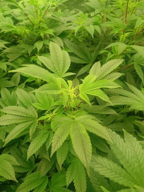 Run N2 Gorilla Glue #4 Fast Own Cut. Week 2