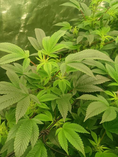 Run N2 Gorilla Glue #4 Fast Own Cut. Week 2