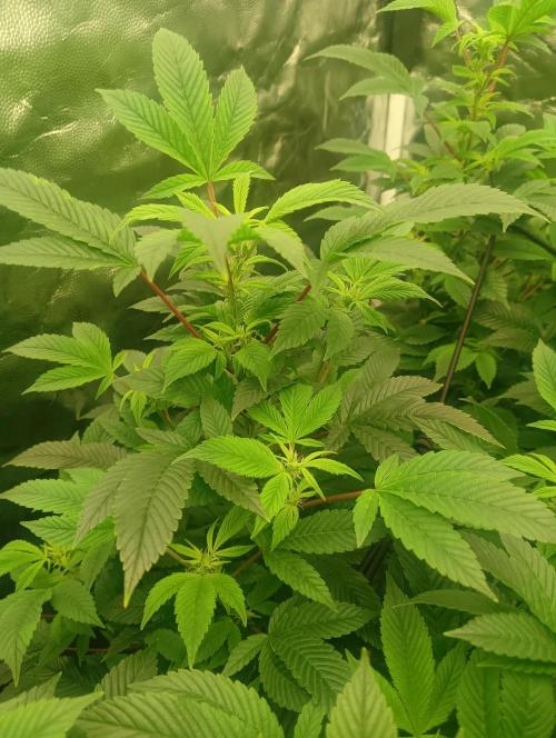 Run N2 Gorilla Glue #4 Fast Own Cut. Week 2