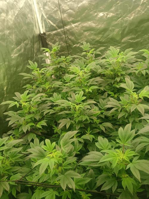 Run N2 Gorilla Glue #4 Fast Own Cut. Week 2