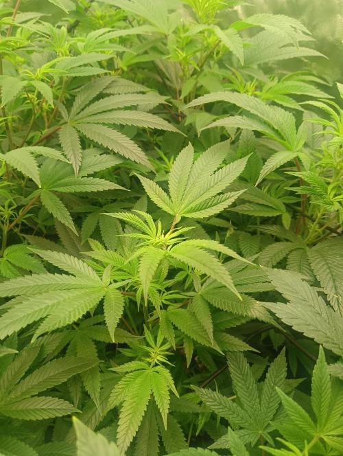 Run N3 Coffee Creamer x 50 Dragons. Week 2