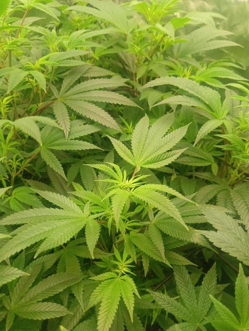 Run N3 Coffee Creamer x 50 Dragons. Week 2