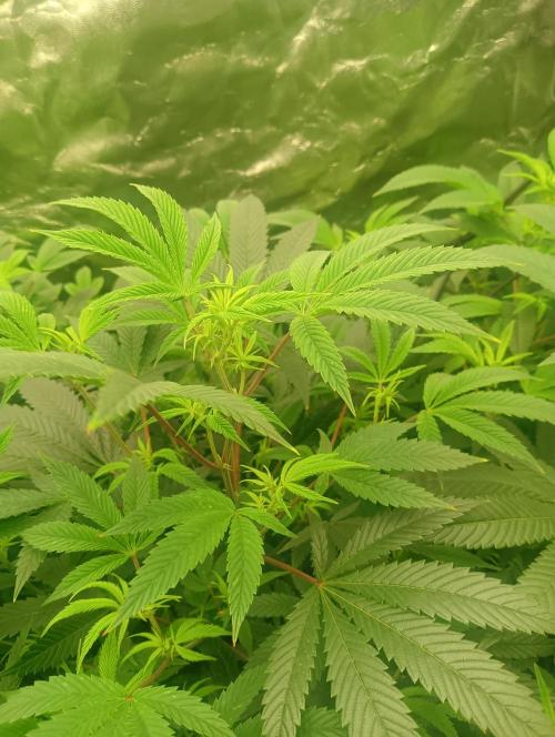 Run N3 Coffee Creamer x 50 Dragons. Week 2