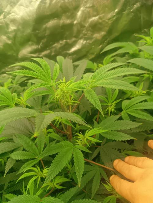 Run N3 Coffee Creamer x 50 Dragons. Week 2