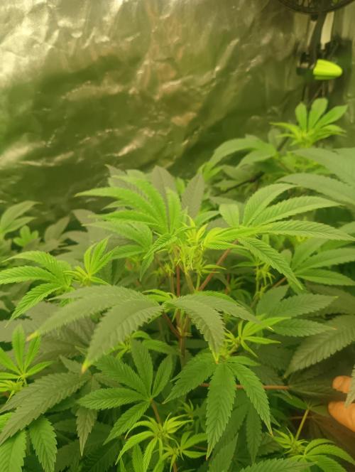 Run N3 Coffee Creamer x 50 Dragons. Week 2