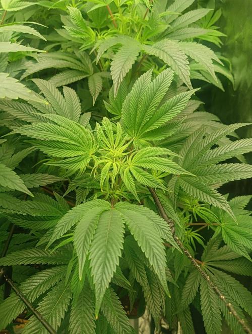 Run N1 Candy House. Week 15