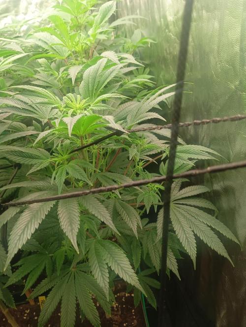 Run N1 Candy House. Week 15