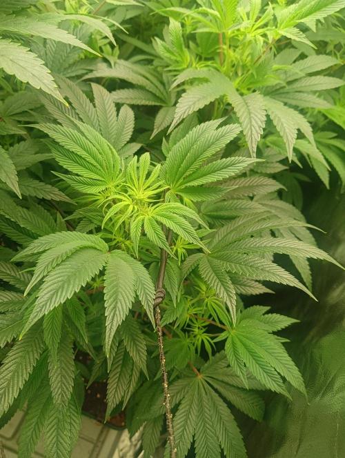 Run N1 Candy House. Week 15