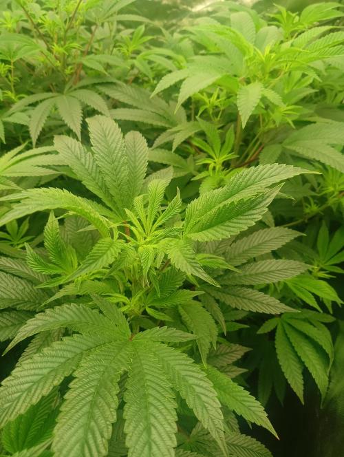 Run N1 Candy House. Week 15