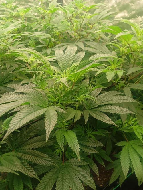 Run N1 Candy House. Week 15