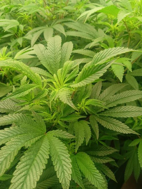 Run N1 Candy House. Week 15