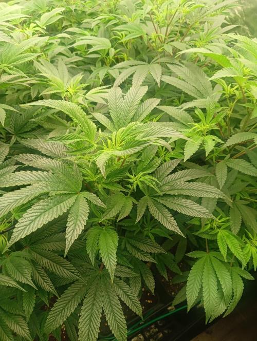 Run N1 Candy House. Week 15