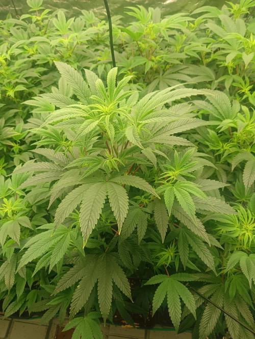 Run N1 Fruit Gum. Week 15