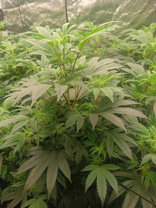 Run N1 Fruit Gum. Week 15