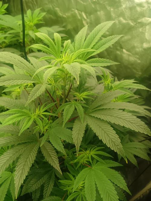 Run N1 Fruit Gum. Week 15