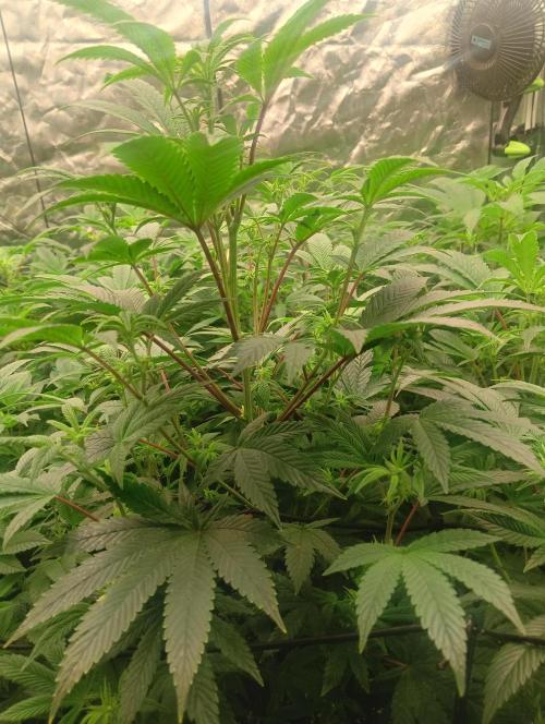 Run N1 Fruit Gum. Week 15