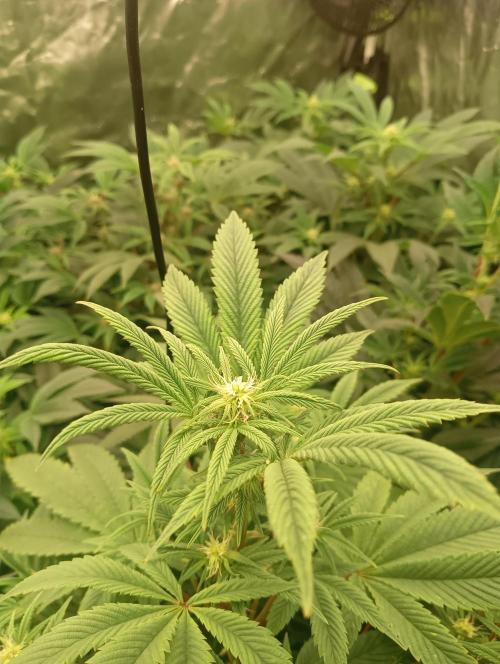 Run N1 Fruit Gum. Week 16