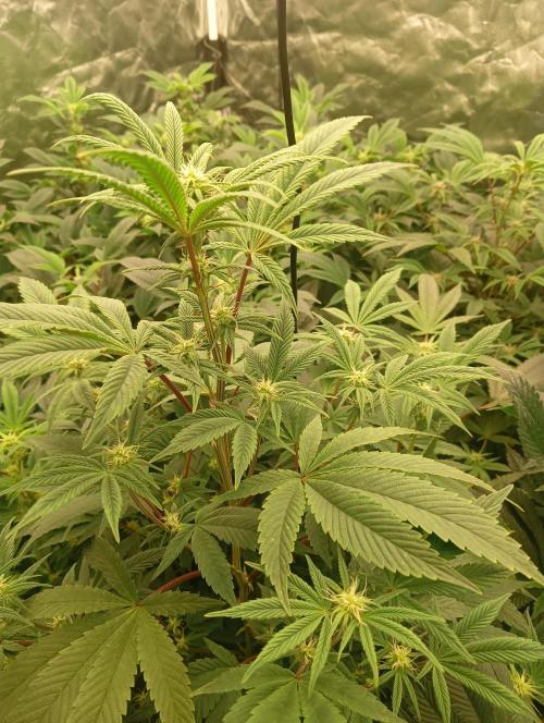 Run N1 Fruit Gum. Week 16