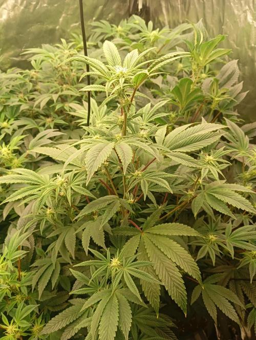 Run N1 Fruit Gum. Week 16