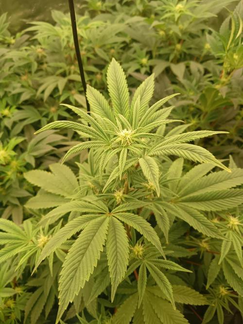 Run N1 Fruit Gum. Week 16