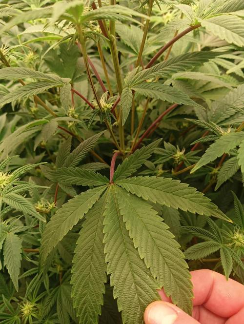 Run N1 Fruit Gum. Week 16