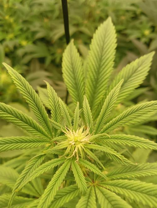 Run N1 Fruit Gum. Week 16