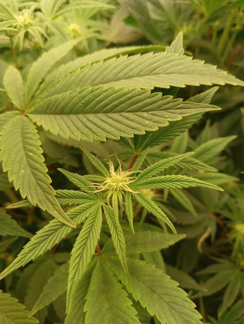 Run N1 Fruit Gum. Week 16