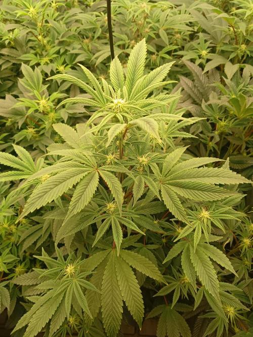 Run N1 Fruit Gum. Week 16