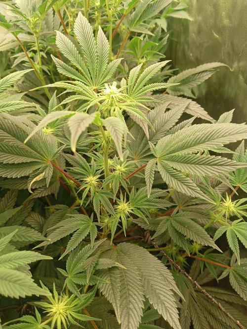 Run N1 Candy House. Week 16