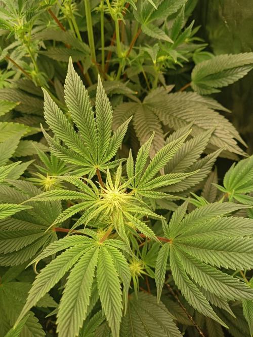 Run N1 Candy House. Week 16