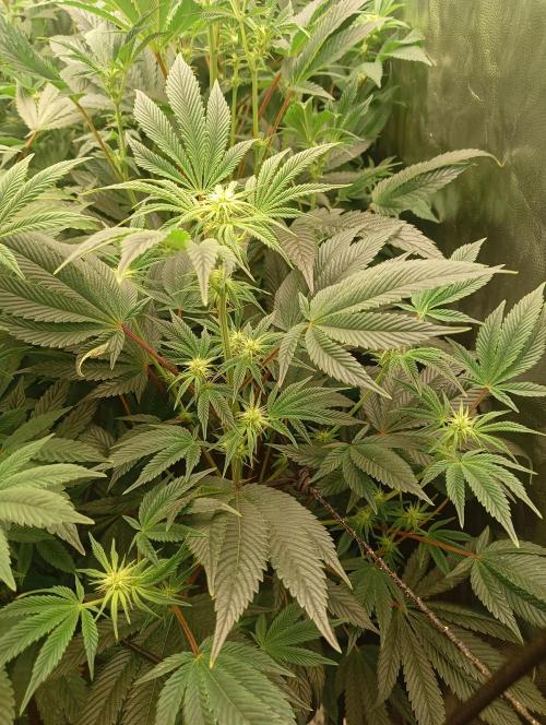 Run N1 Candy House. Week 16