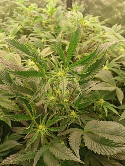 Run N1 Candy House. Week 16