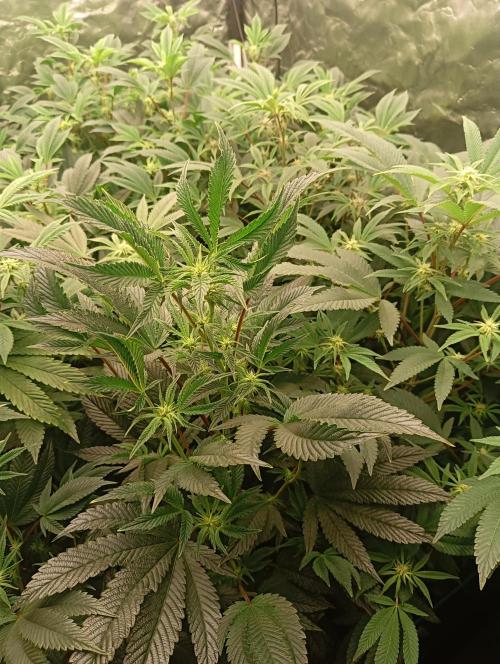 Run N1 Candy House. Week 16