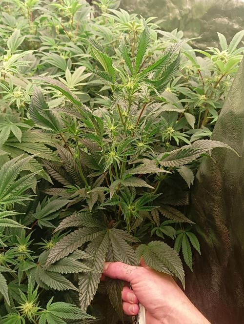 Run N1 Candy House. Week 16