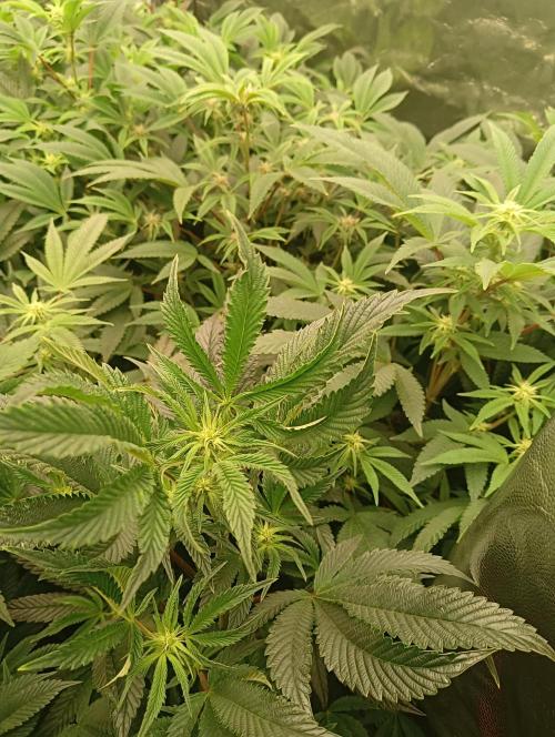 Run N1 Candy House. Week 16