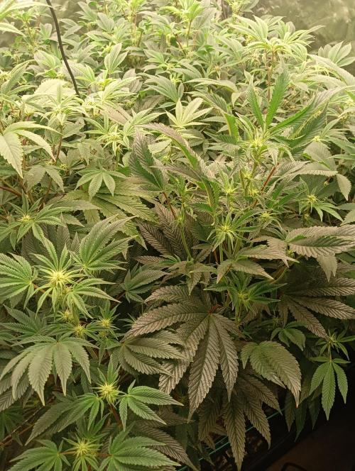 Run N1 Candy House. Week 16