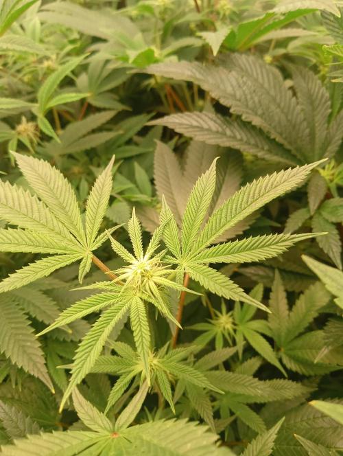 Run N3 Coffee Creamer x 50 Dragons. Week 3